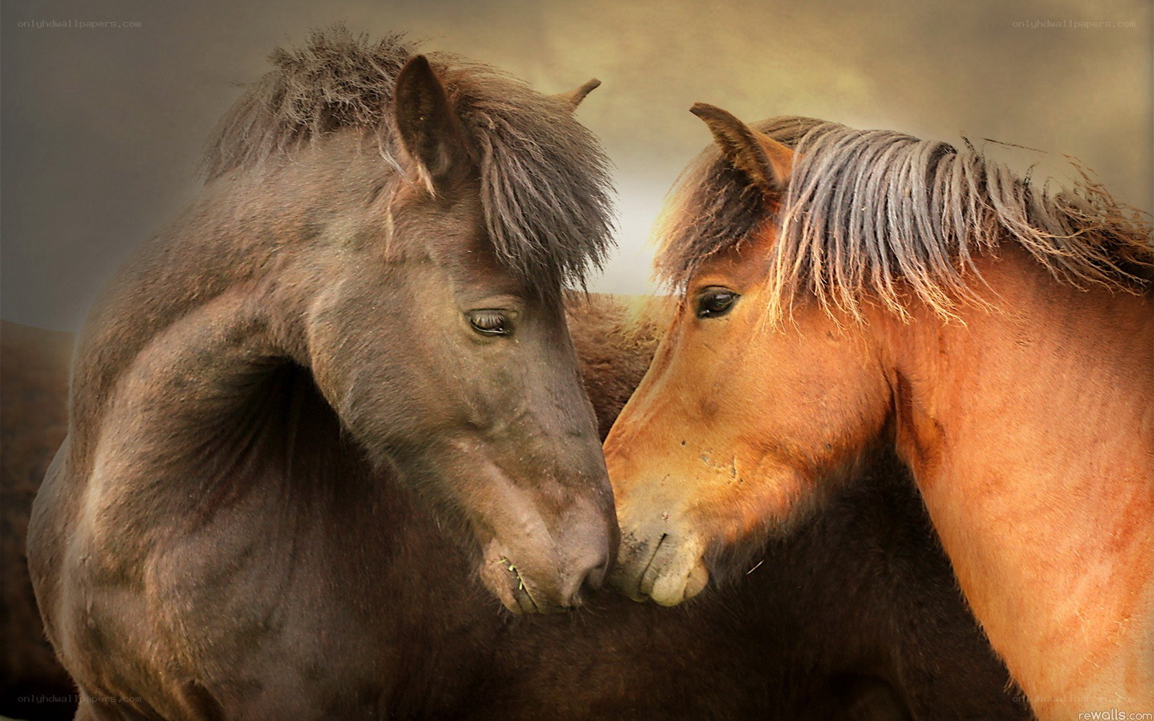 Two horses nuzzling each other