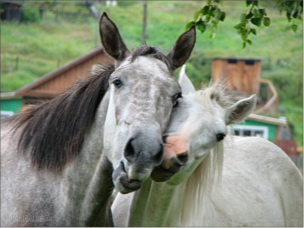 Two horses nuzzling each other