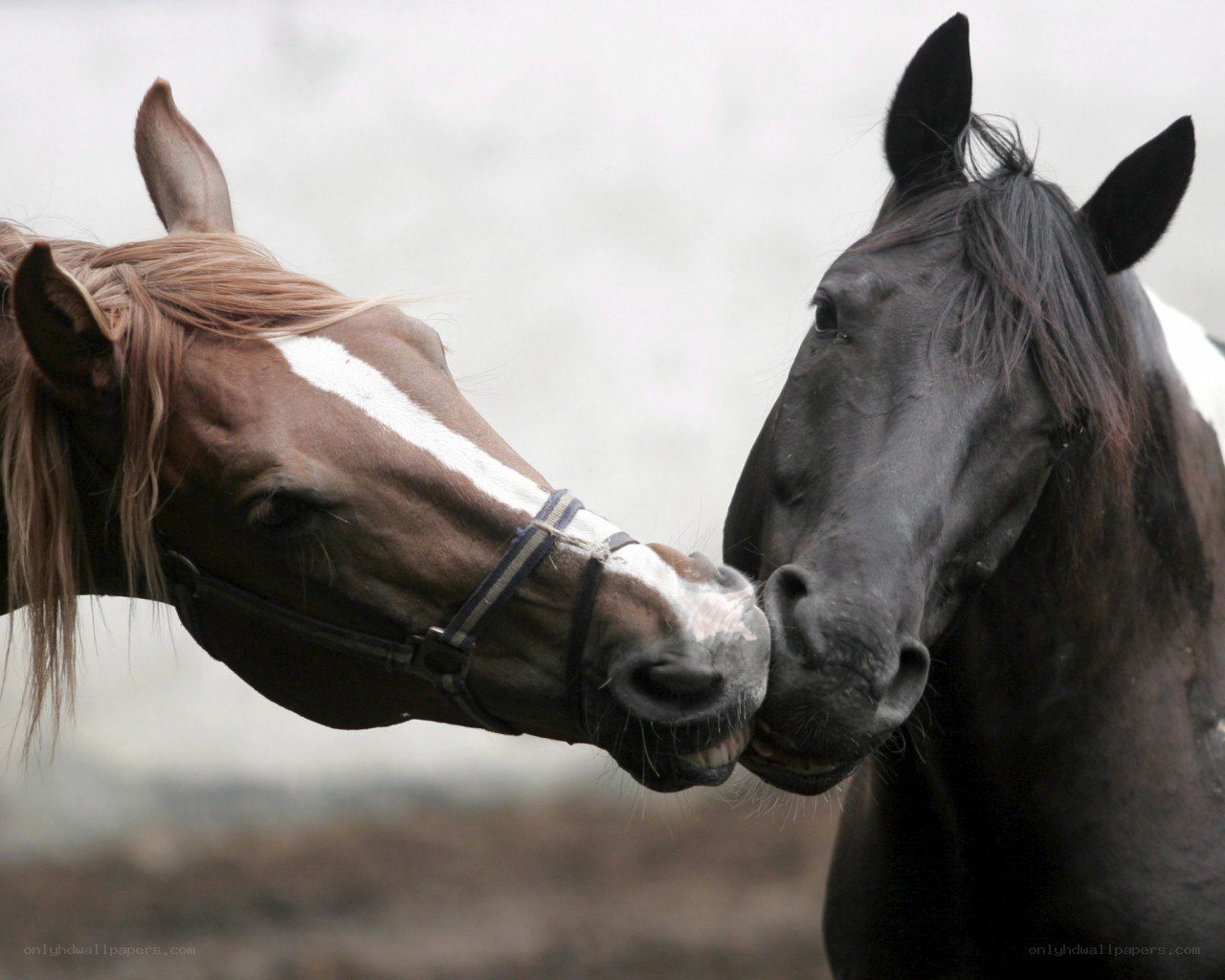 Two horses nuzzling each other