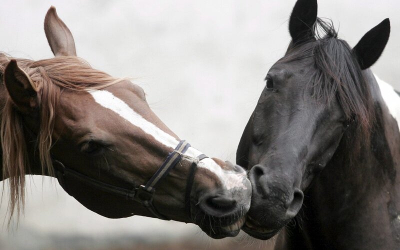 Two horses nuzzling each other