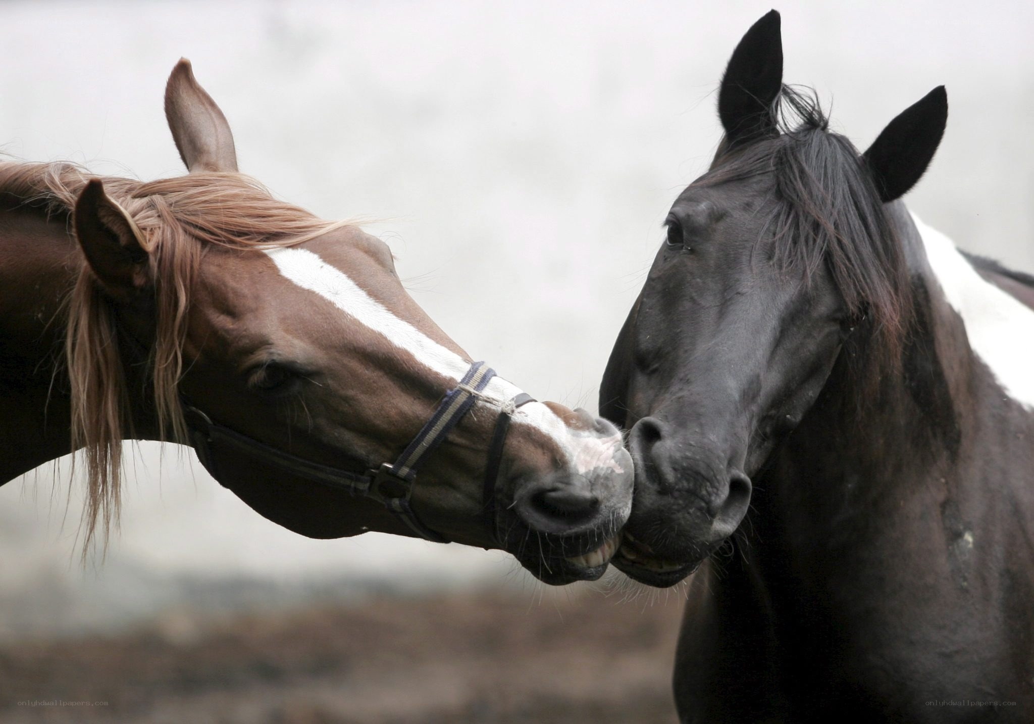 Two horses nuzzling each other