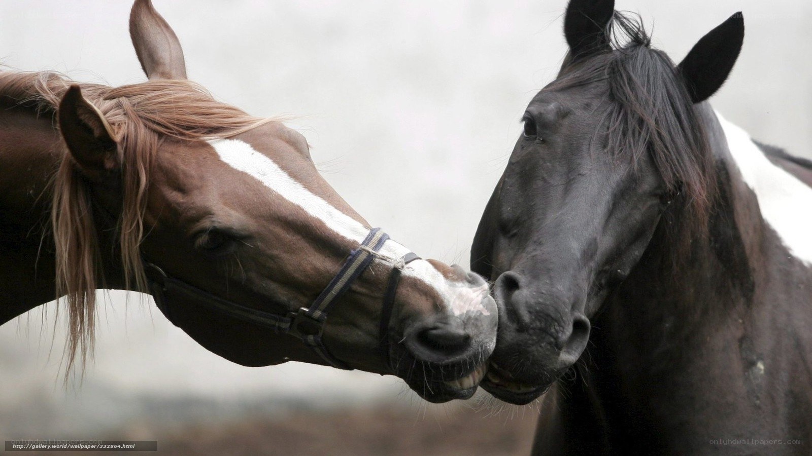 Two horses nuzzling each other