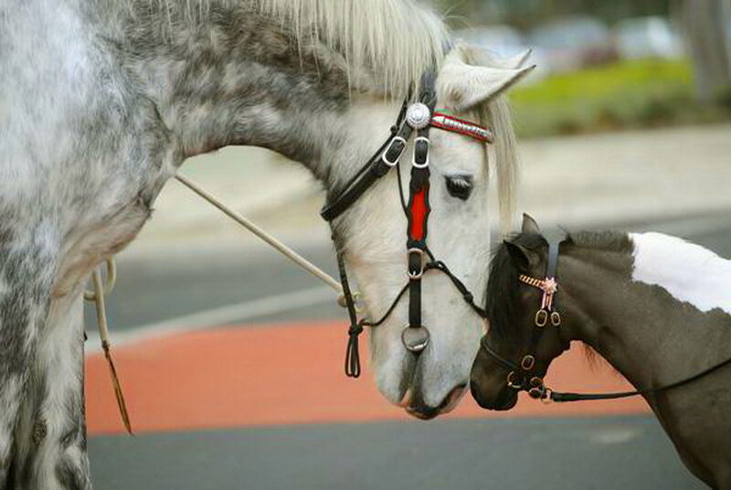 Two Horses Nuzzling — Gray