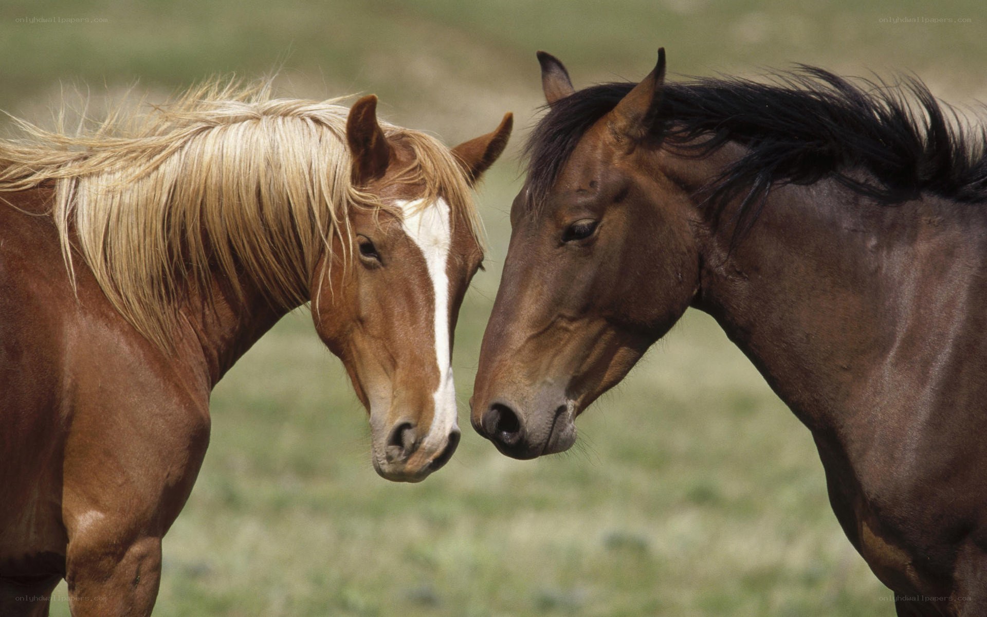 two horses nuzzling in a field