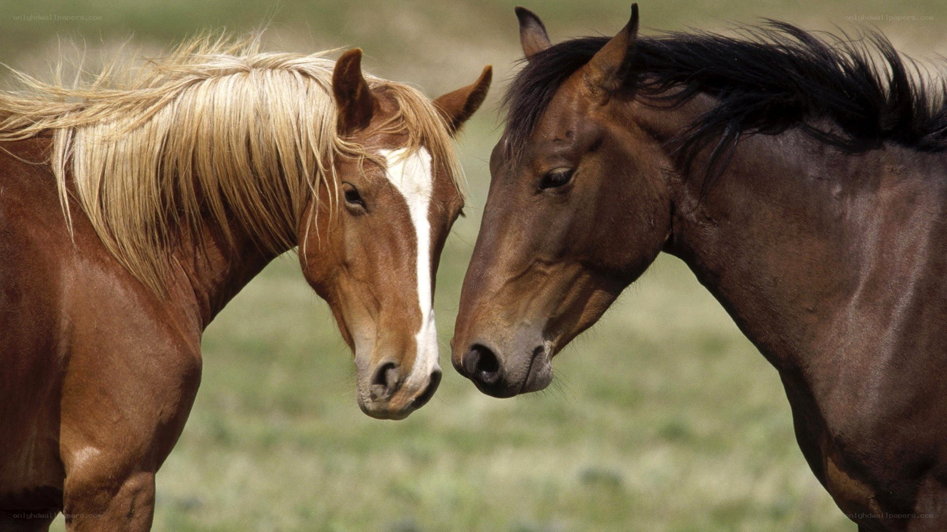 Two horses nuzzling in a field
