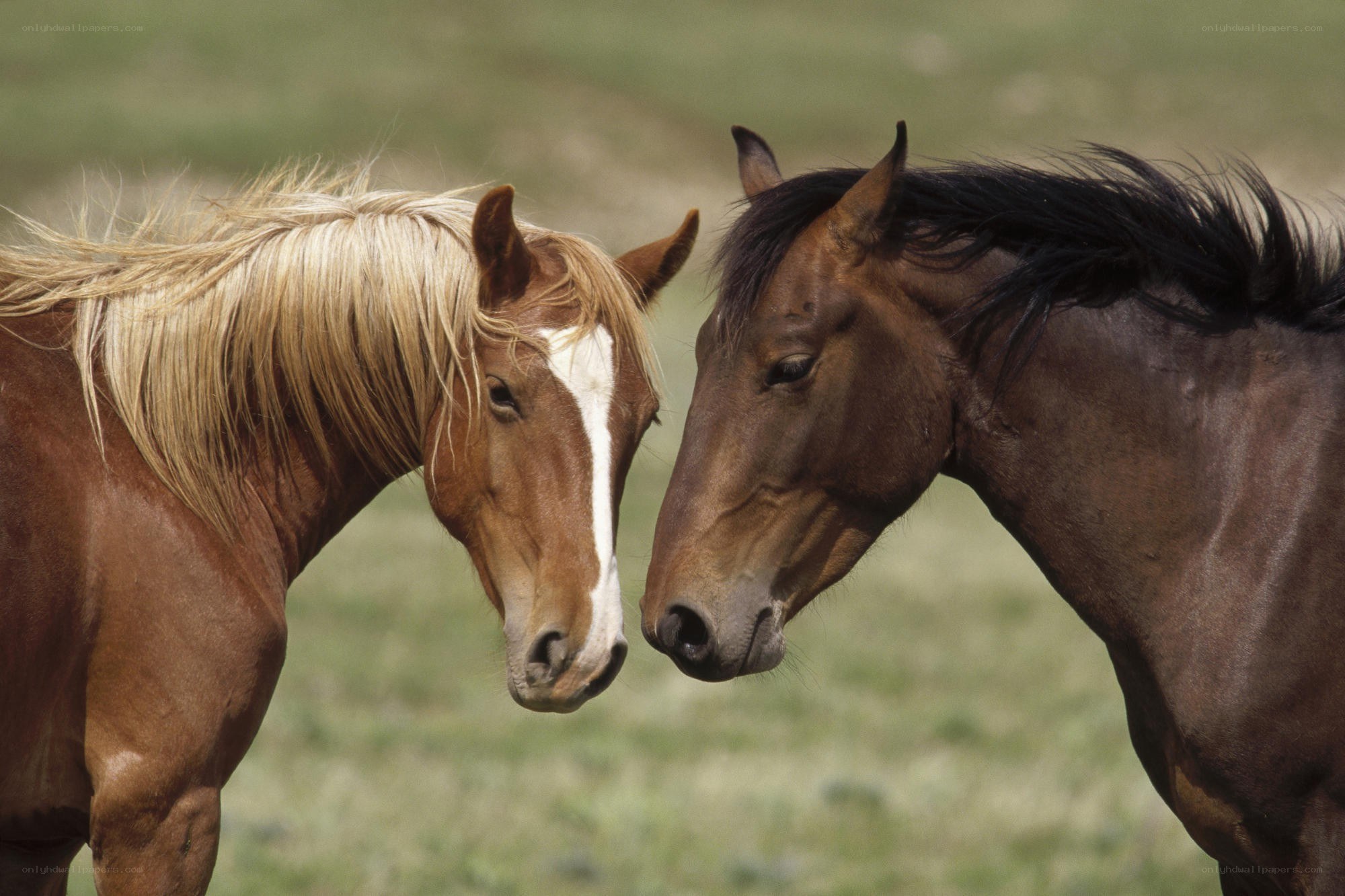 Two horses nuzzling in a field