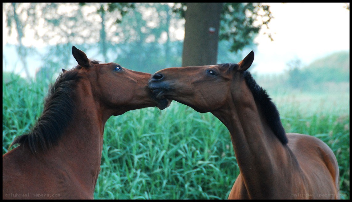 Two horses nuzzling in a field