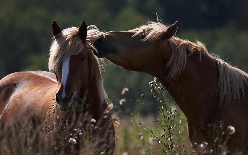 Two horses nuzzling in a field