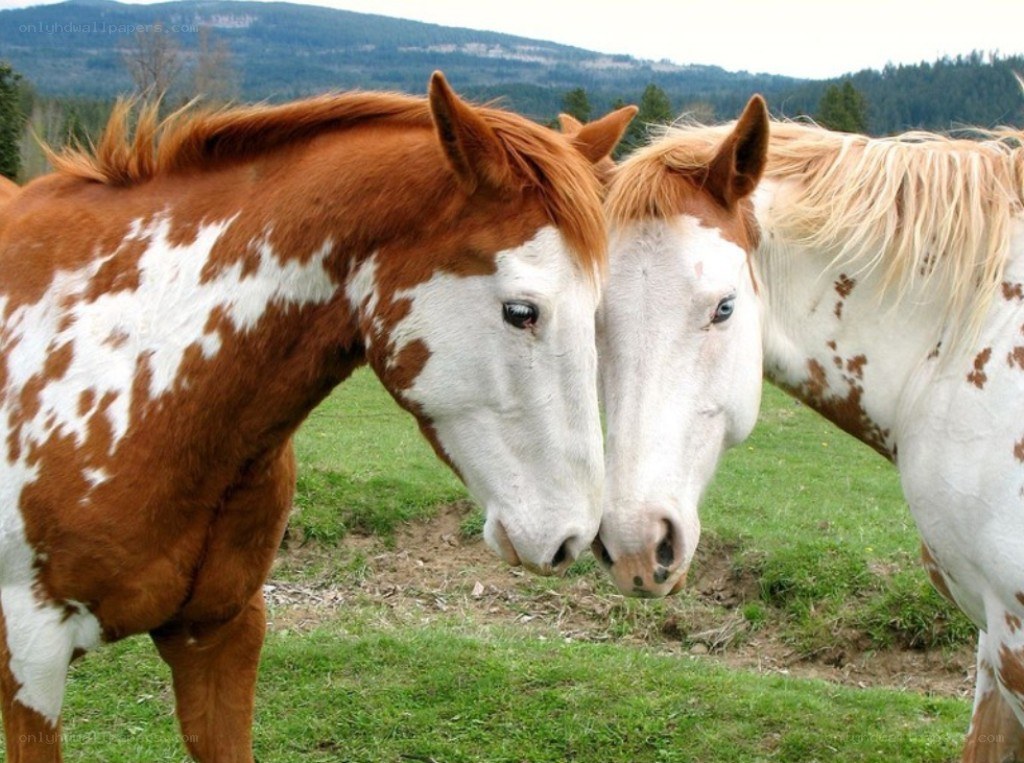 two horses nuzzling in a field
