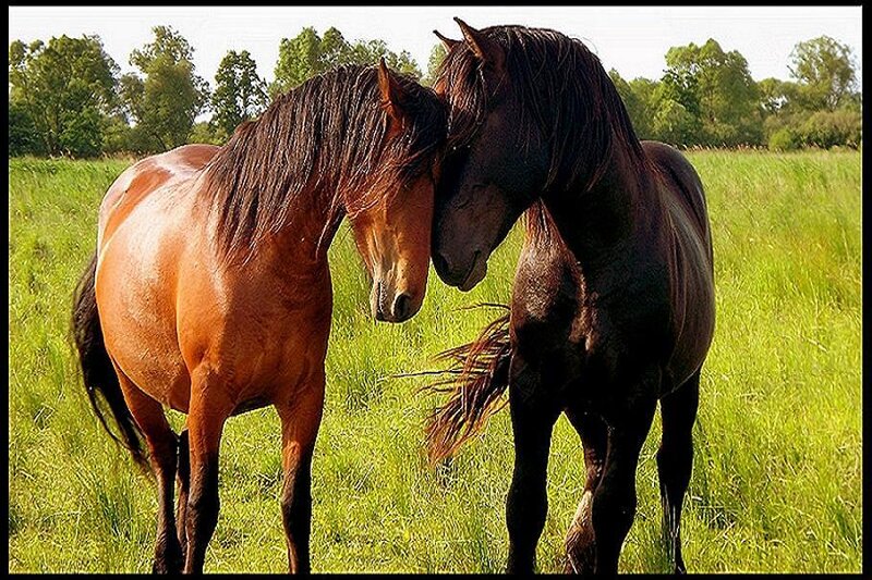 Two horses nuzzling in a field