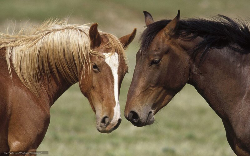 Two horses nuzzling in a field