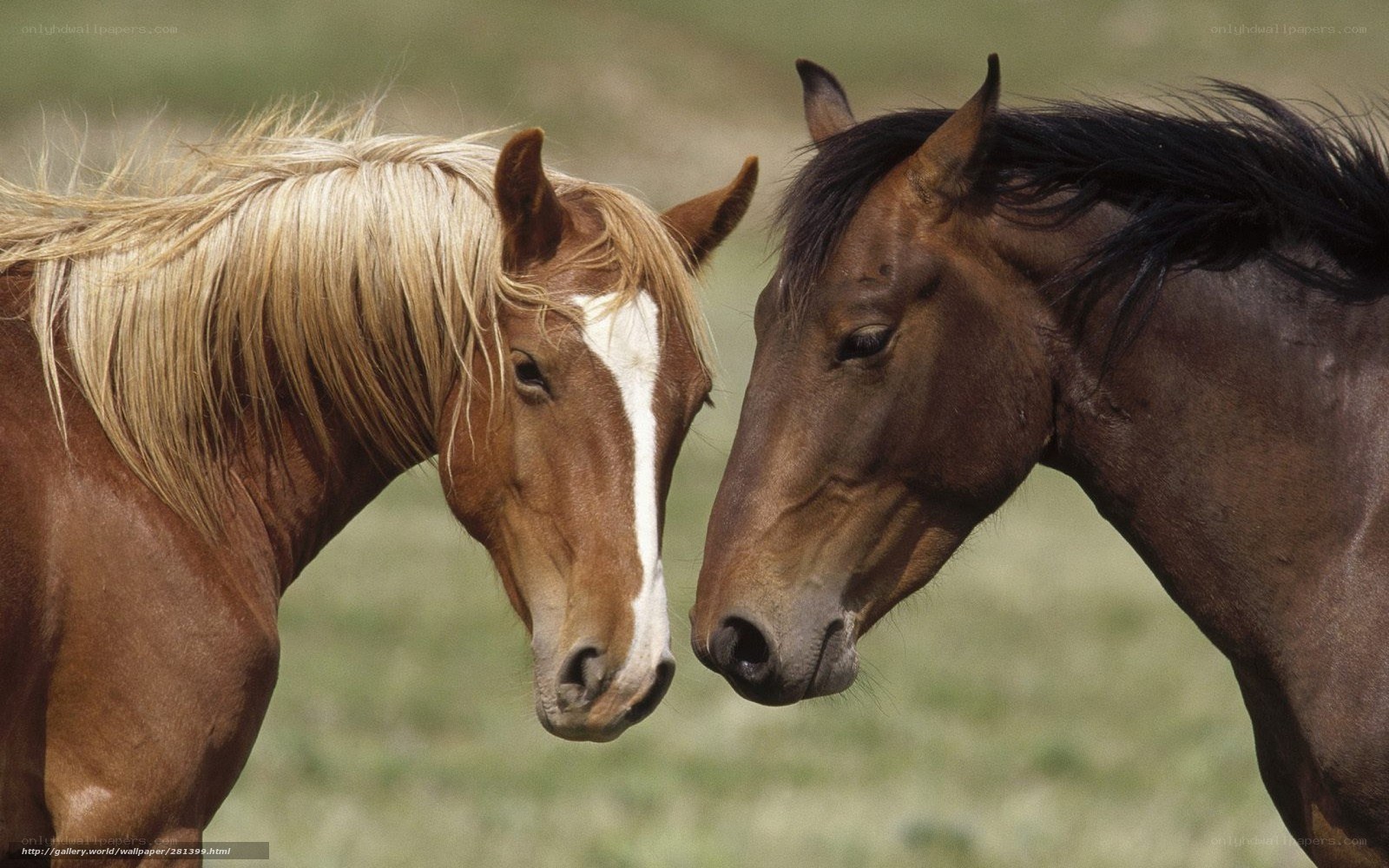 Two horses nuzzling in a field