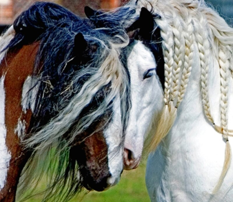 Two Horses Nuzzling — White
