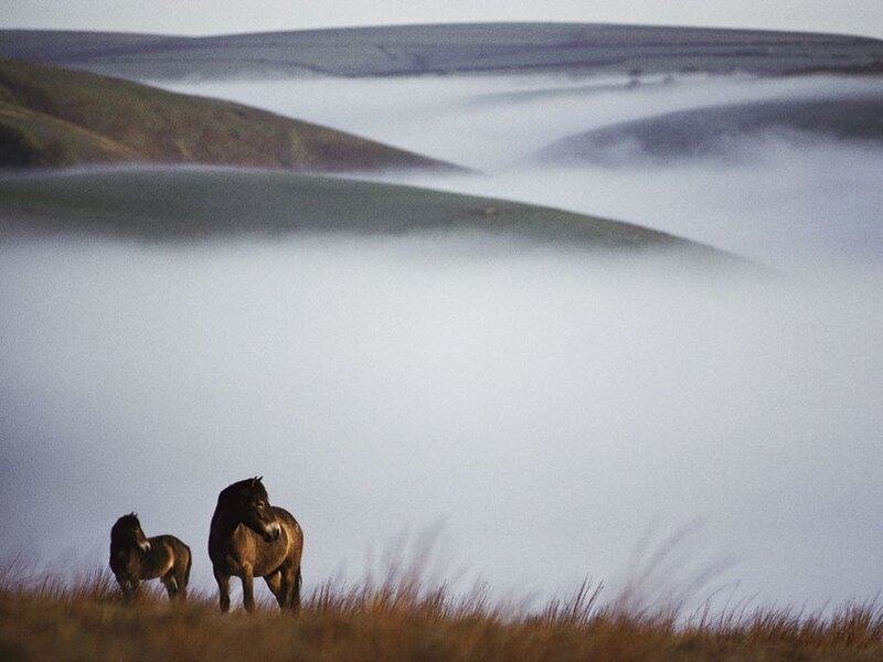 Two Horses on a Hill — Brown
