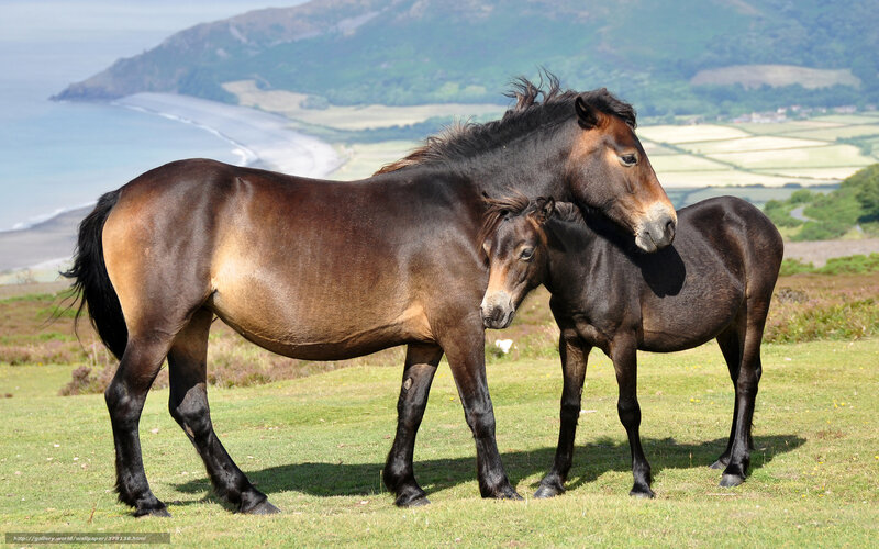 Two Horses on a Hill — Green, Serene, Afternoon, Photograph