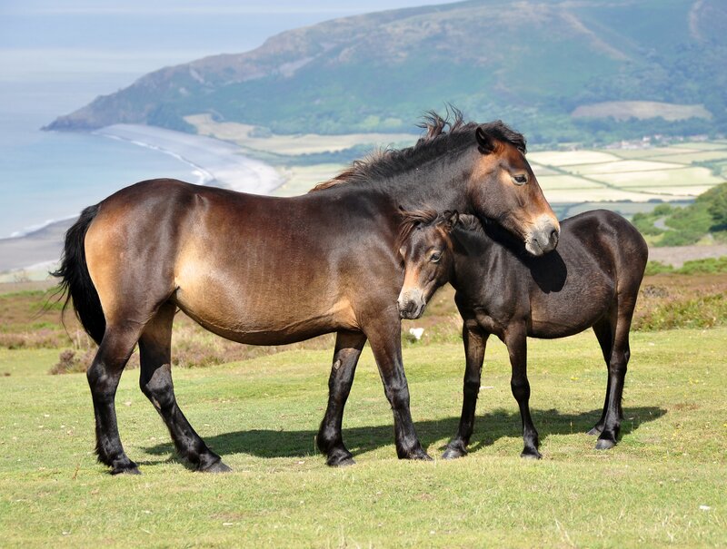 Two Horses on a Hill — Green, Serene, Afternoon