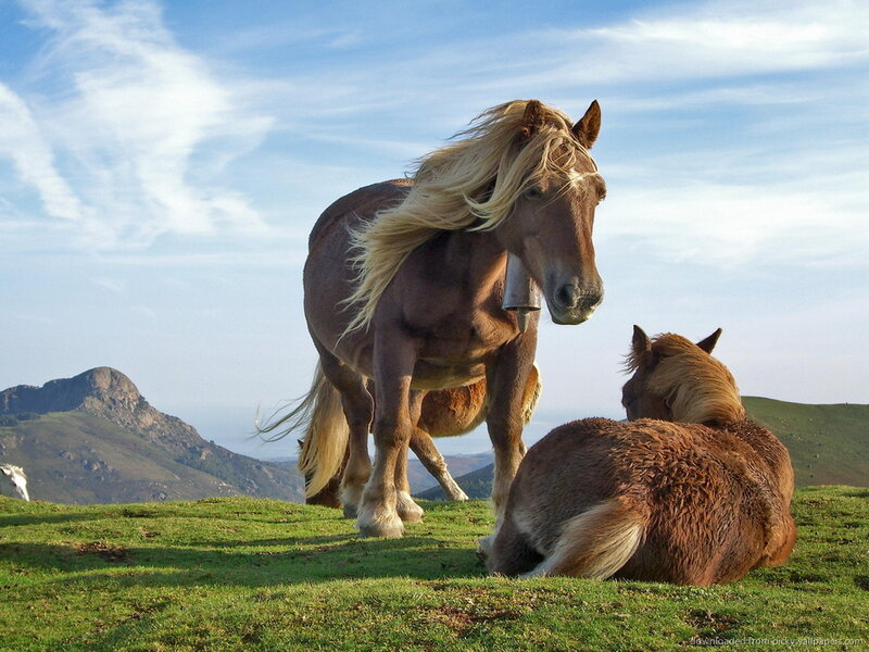 Two Horses on a Hill — Green, Serene