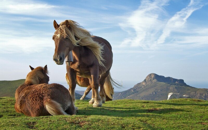 Two Horses on a Hill