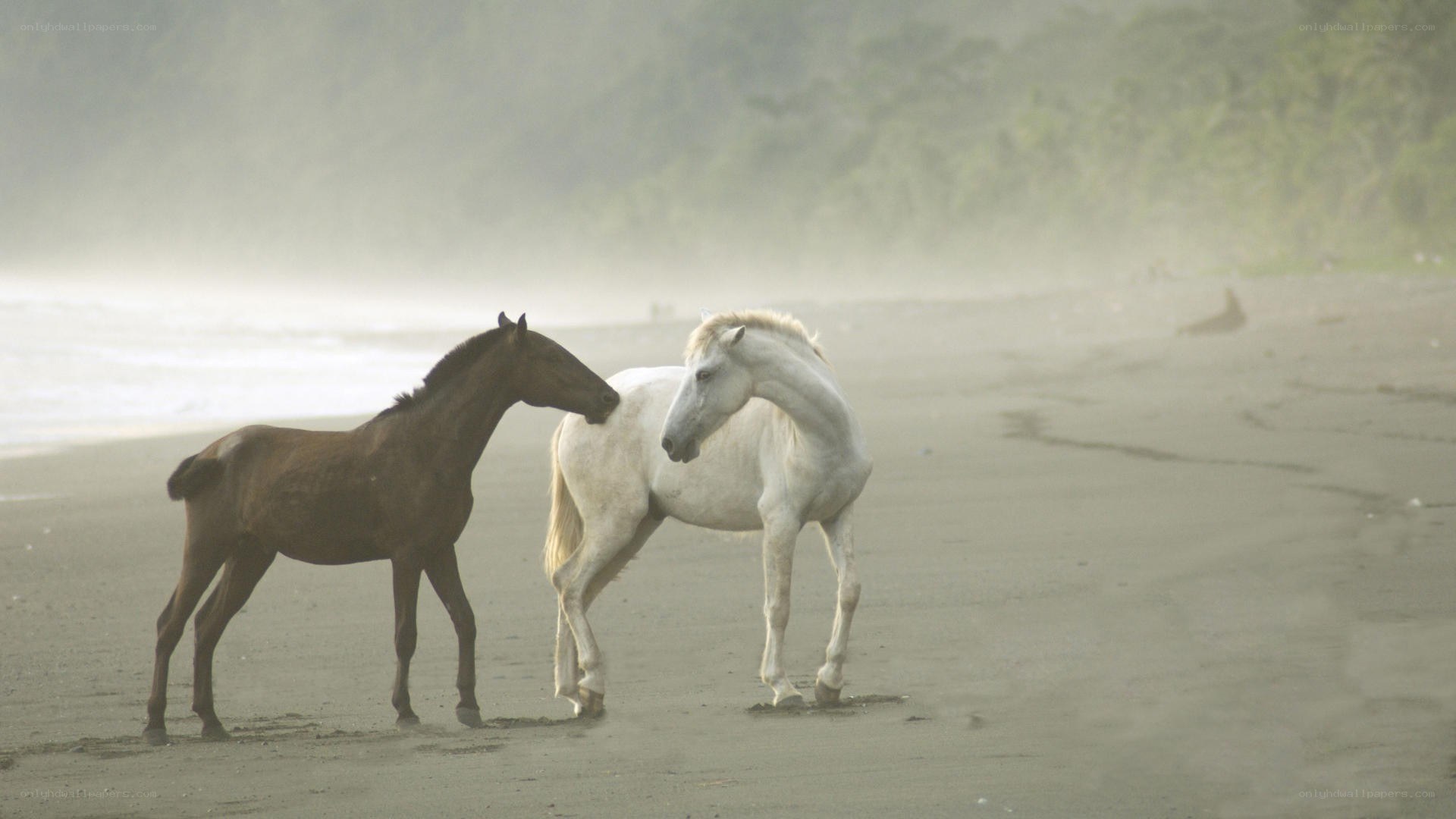 Two horses on a misty beach