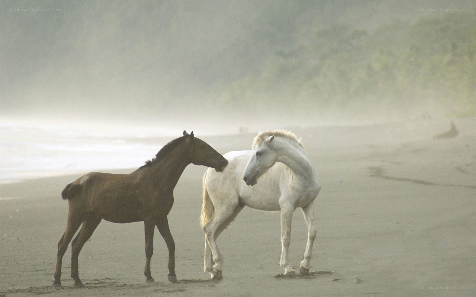Two horses on a misty beach