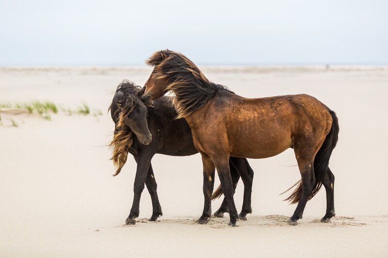 Two horses on a sandy beach