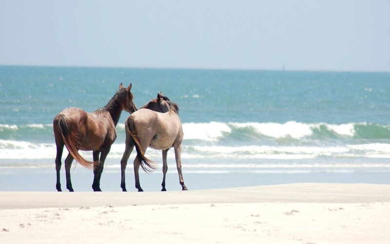 Two Horses on Beach — Blue, Serene, Afternoon