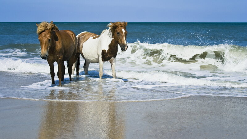 Two Horses on Beach — Blue, Serene
