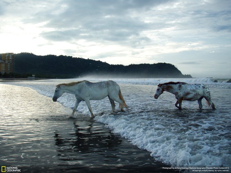 Two Horses on Beach — Gray, Serene