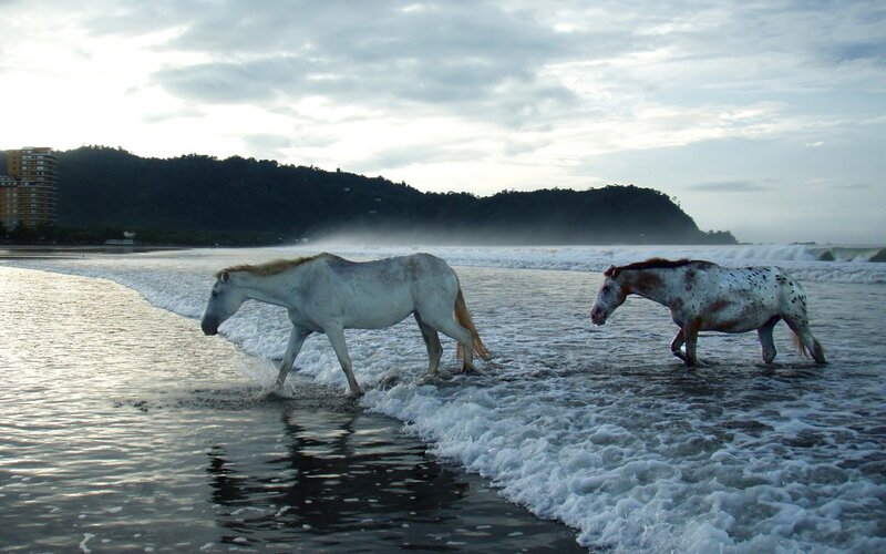 Two Horses on Beach — Gray