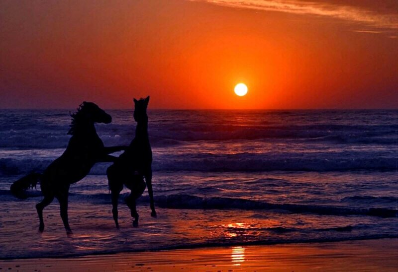 Two Horses on Beach — Orange