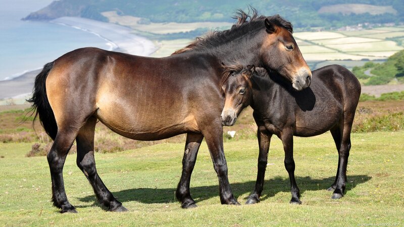 Two Horses on Grass — Green