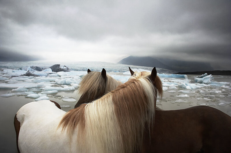 Two Horses on Ice — Gray, Dramatic