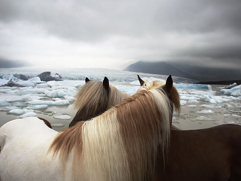 Two Horses on Ice