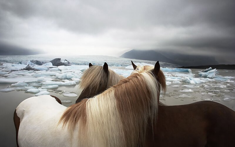 Two Horses on Ice — White