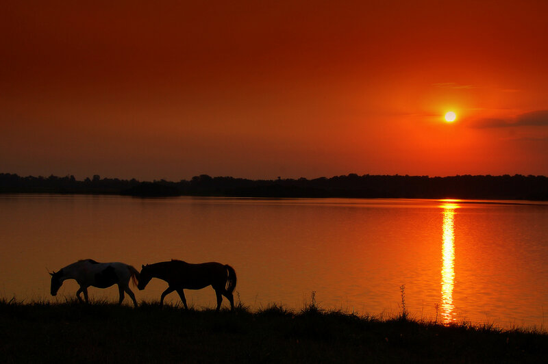 Two Horses on Shore — Orange