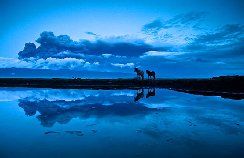 Two Horses on Shore