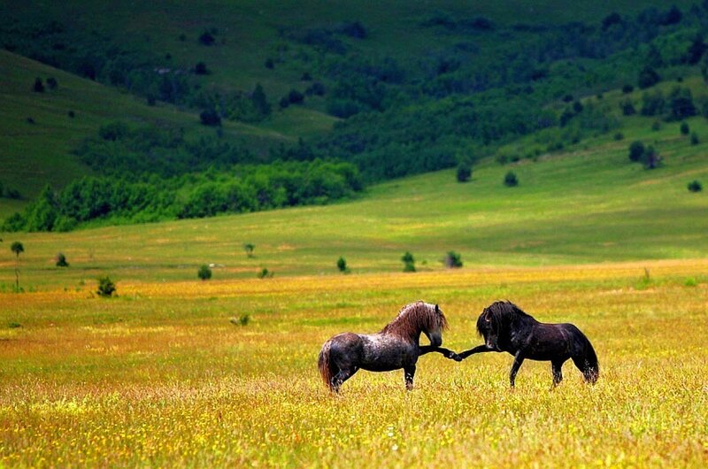 Two horses play in a meadow