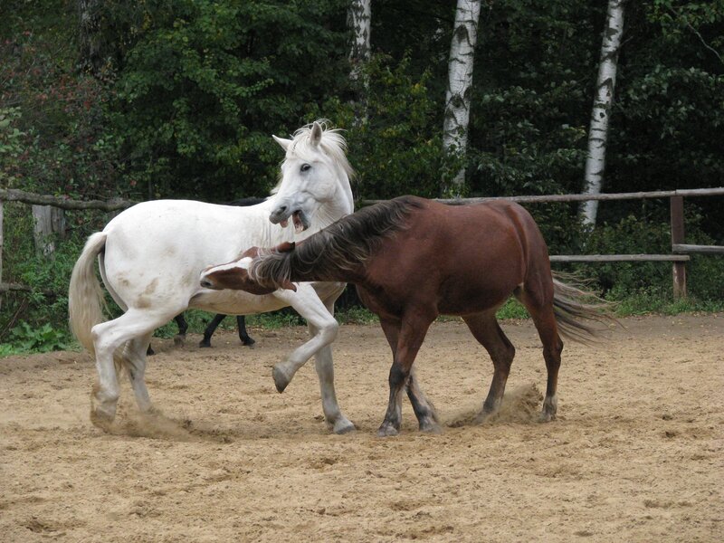 Two Horses Playing — Brown