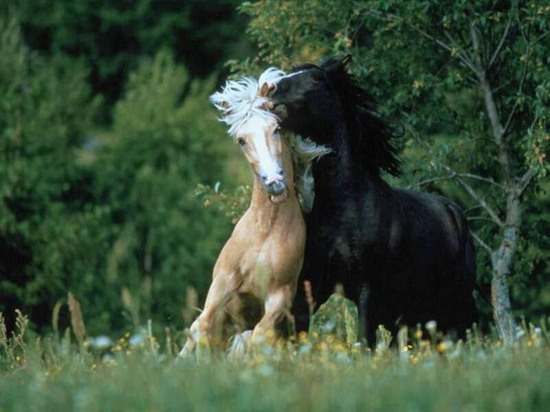 Two Horses Playing — Green, Playful, Afternoon