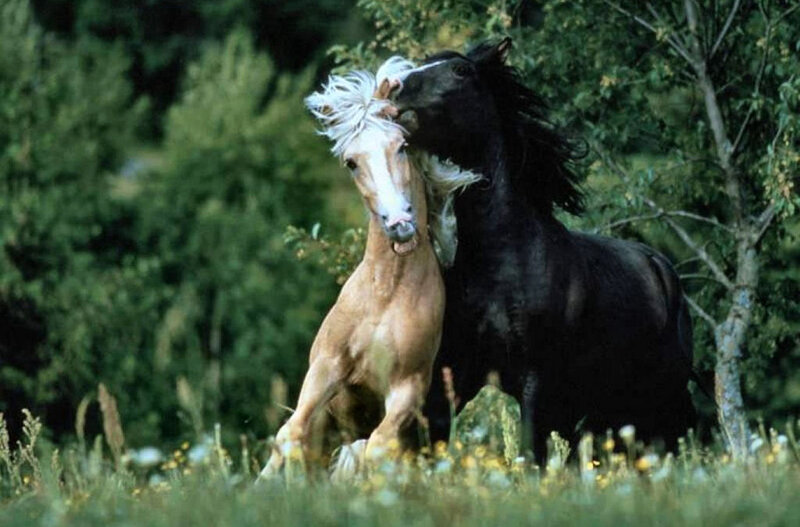 Two Horses Playing — Green, Playful