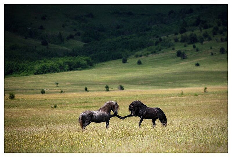 Two horses playing in a field