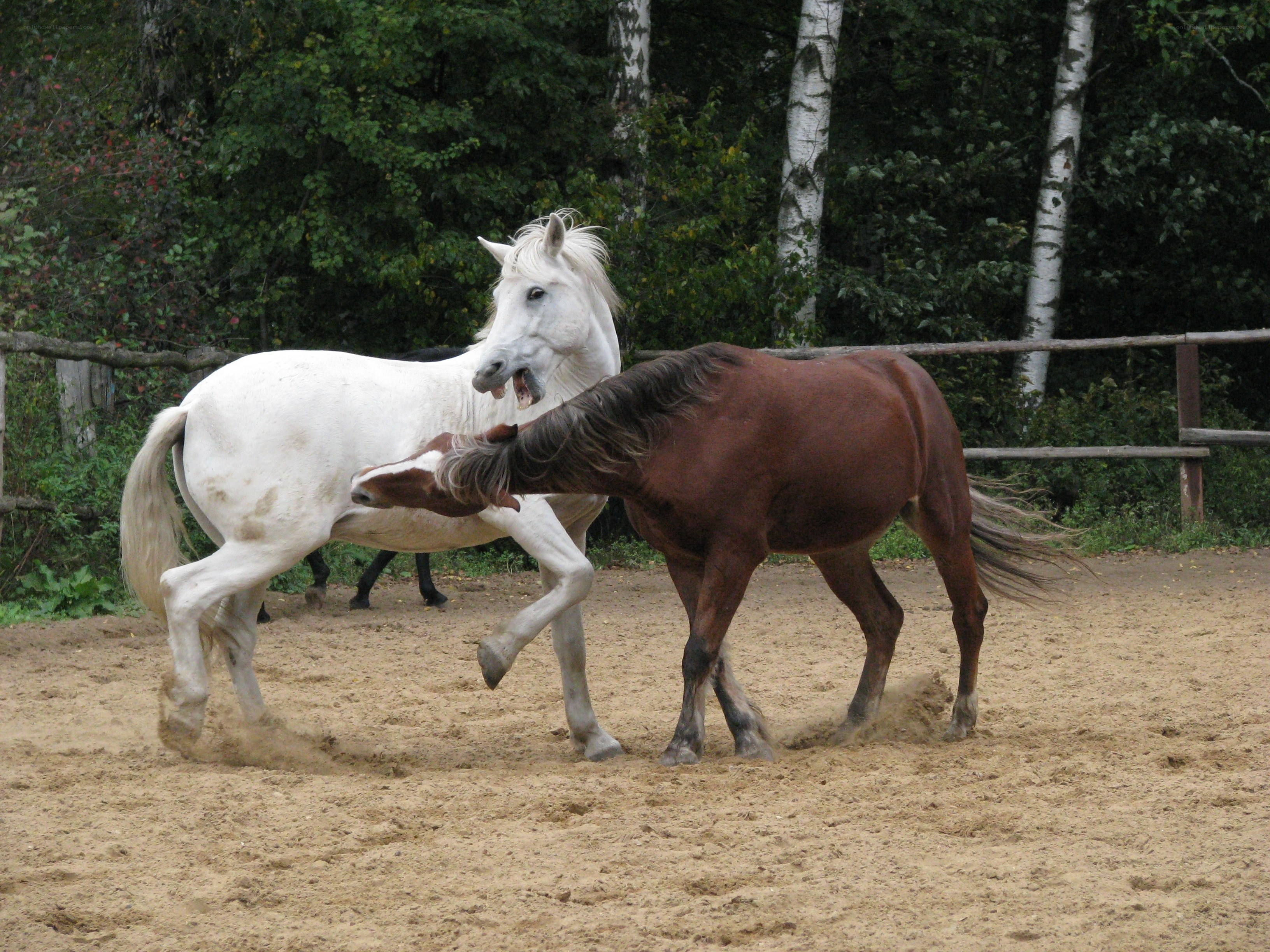 Two horses playing in a paddock
