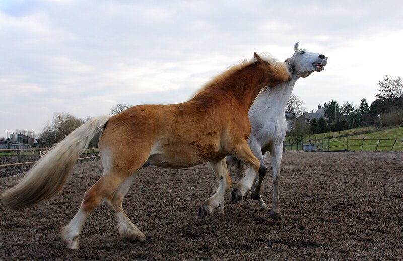Two horses playing in a paddock