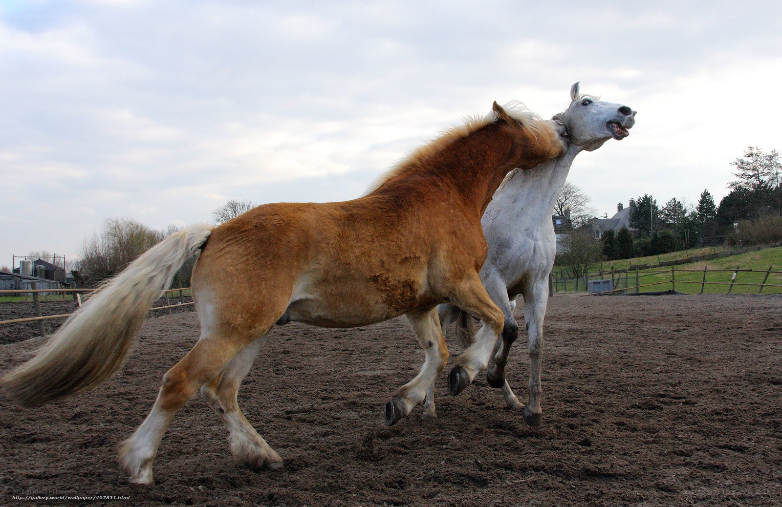 Two horses playing in a paddock