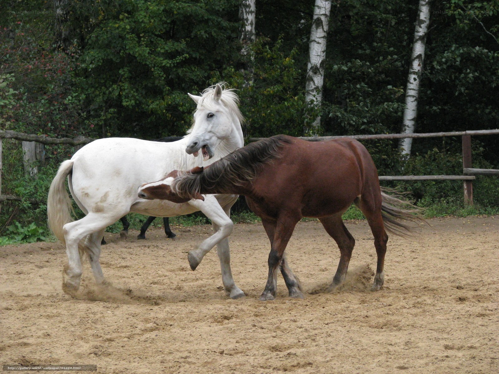 Two horses playing in a paddock