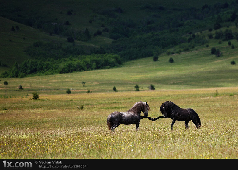Two Horses Playing