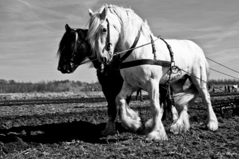 Two Horses Plowing Field — Black