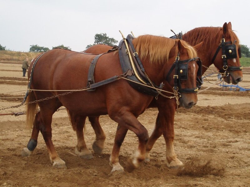 Two Horses Plowing Field — Brown