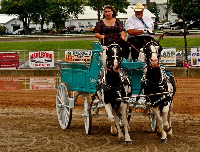 Two Horses Pulling a Carriage — Brown