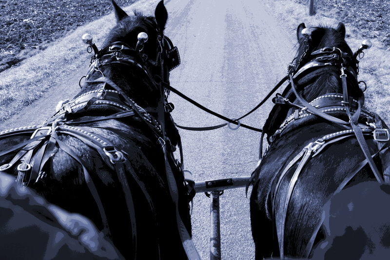 Two horses pulling a carriage